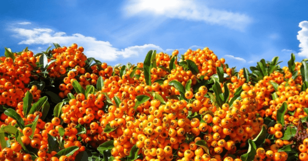 파란 하늘 아래 마가목이 가득하고, 주황색 열매들이 풍성하게 열려있다.