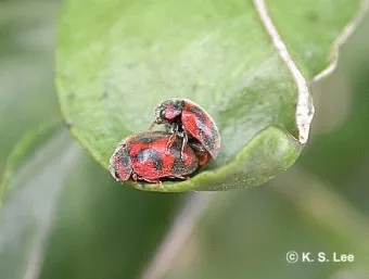 병해충 천적 활용 무당벌레 기생벌 끈끈이트랩 친환경 방제_20