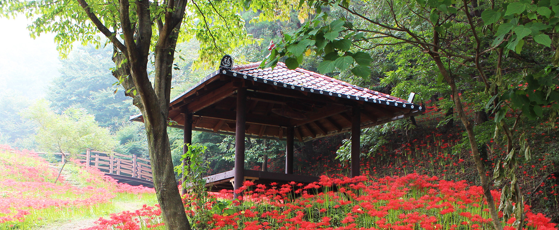 함평모악산 꽃무릇축제 살펴보기 9