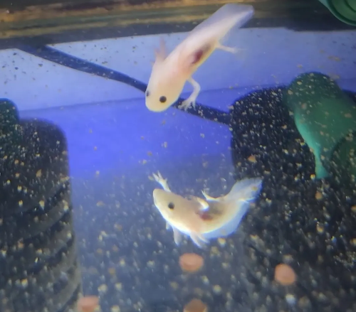 우파루파질병