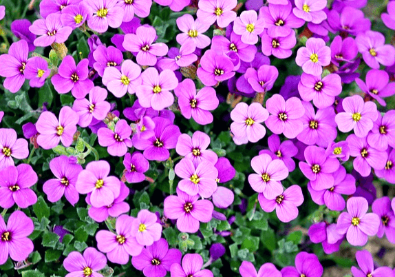 작은 보라색 꽃들이 한가득 피어있다. 꽃잎은 4장이다.