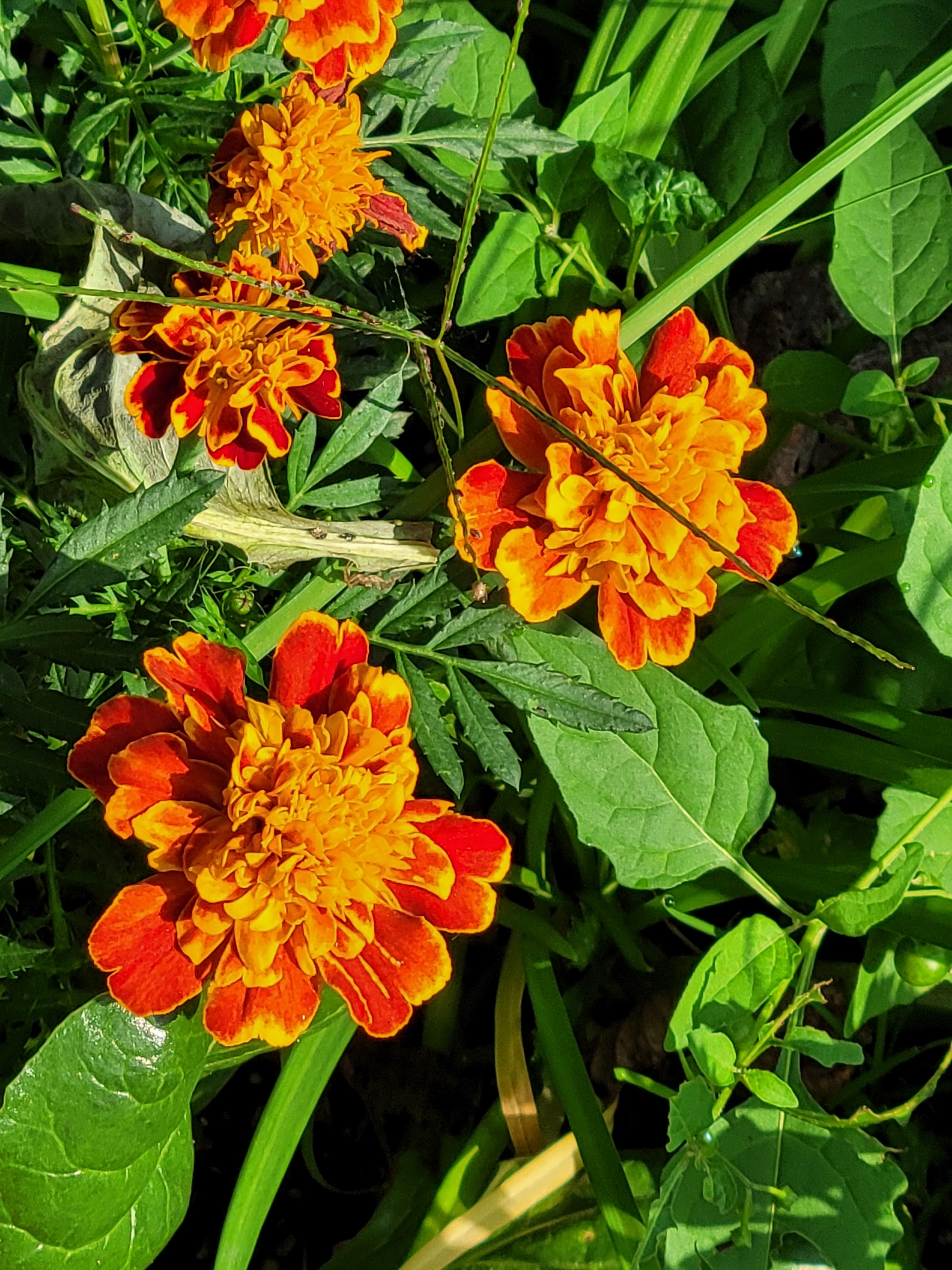 일상 속 꽃 한 송이의 힘