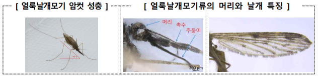 말라리아 증상 및 예방방법