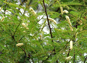 용각산 쿨 성분 아선약