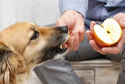 사과와 강아지 사진/출처:어도비스톡