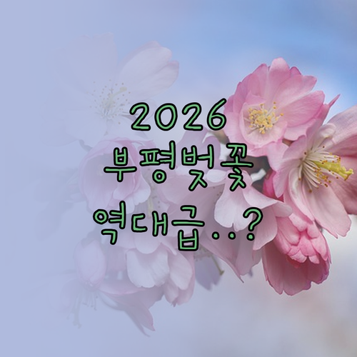2026년 부평구 벚꽃 개화시기 및 ..