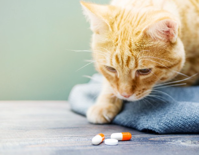 약을 보고 있는 고양이.