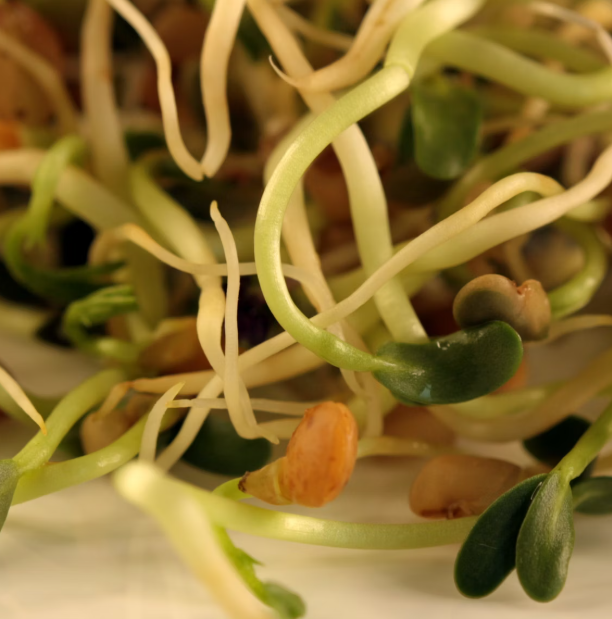 콩나물 효능 부작용 숙취 칼로리