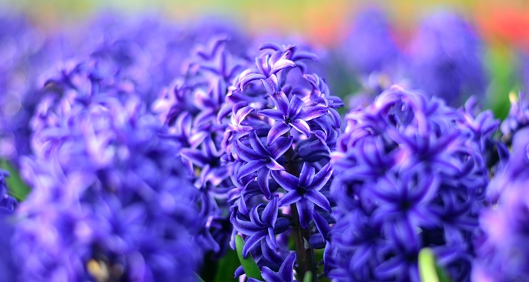 푸르른 히아신스 꽃