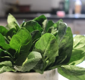 시금치 효능 부작용 고르는법 칼로리