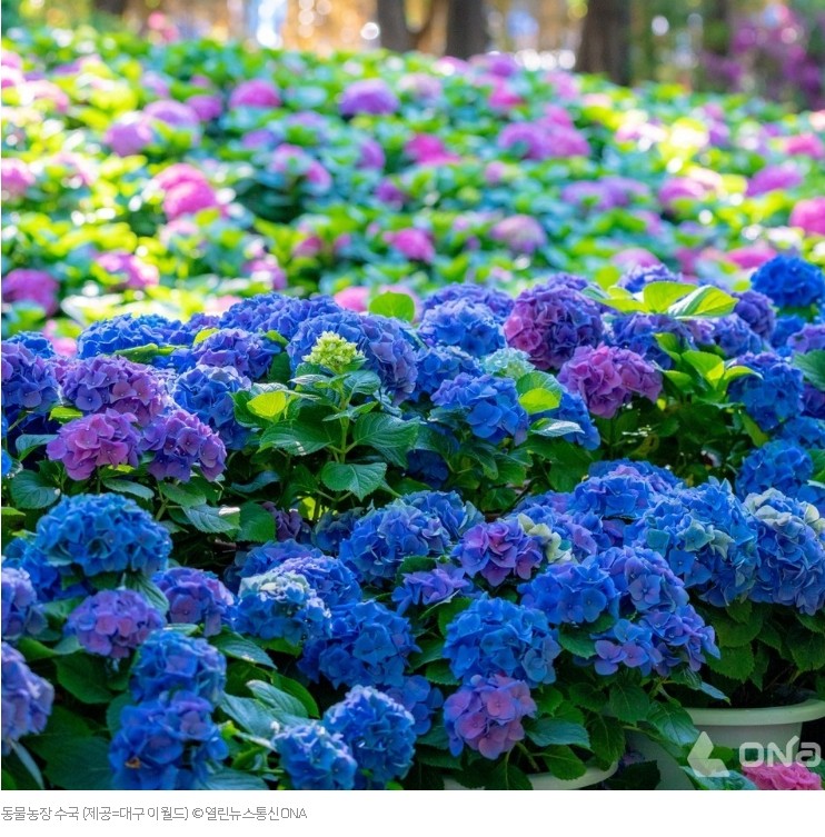 대구 이월드 수국