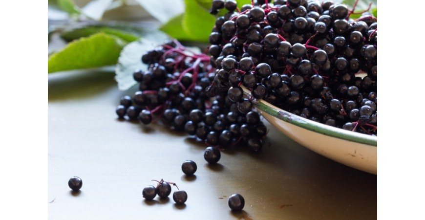 아사이베리 열매