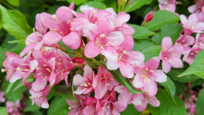 병꽃나무-붉은병꽃나무-골병꽃나무-삼색병꽃나무-형태적-특성-개화시기-꽃말