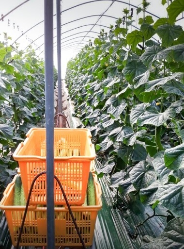 생방송투데이 이 주의 장바구니 진천 오이 구매방법, 보관법, 세척법, 활용법 진천햇살농원