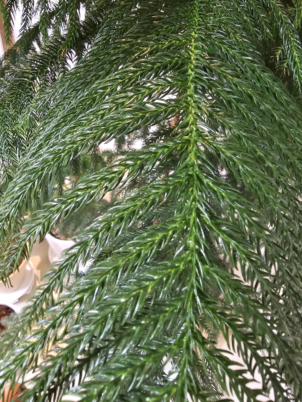 잎모양이 바늘처럼 뾰족해요