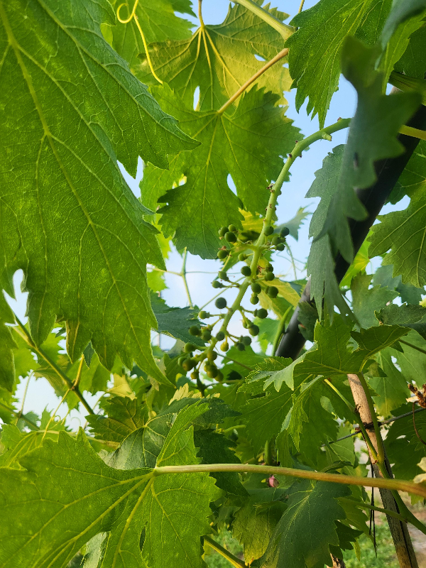 1차 침지 전 촬영한 포도