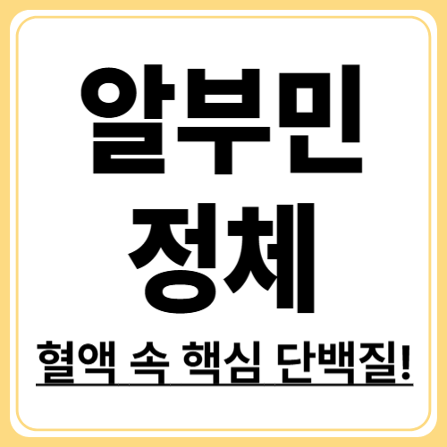 알부민이란? 정의&middot;기능&middot;정상 수치 총정리