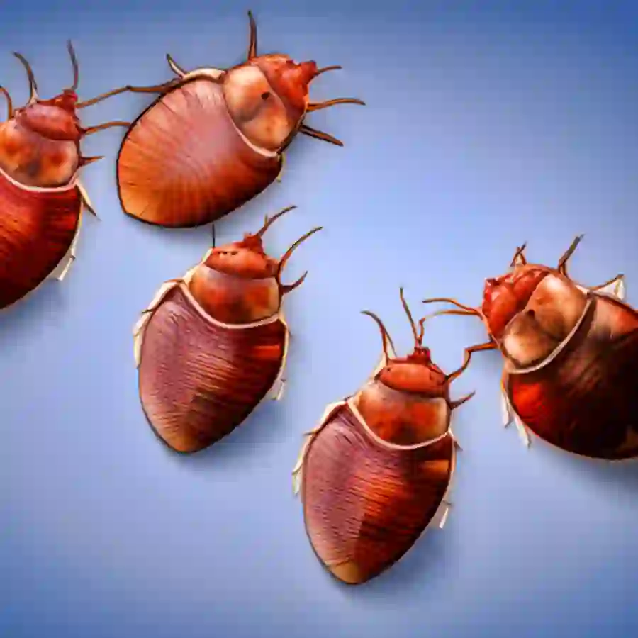 독자들을 이해시켜주기 위해 빈대 사진을 AI 로 그렸습니다.