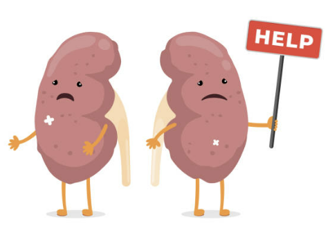 신장에 좋은 음식 신장 안좋으면 나타나는 현상 등 알아보기(24년 Ver)