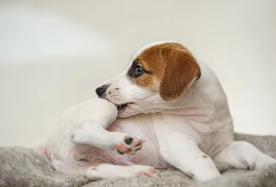 강아지/출처:어도비스톡