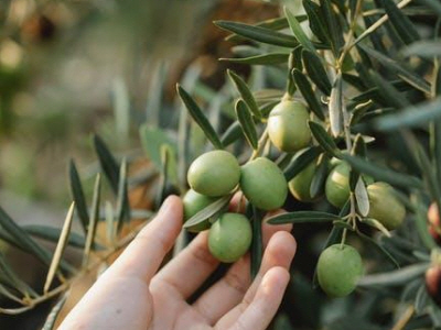 농업인 경영체등록