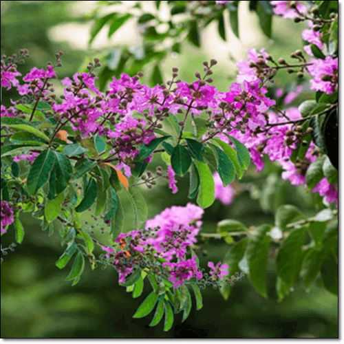 바나바 잎과 꽃