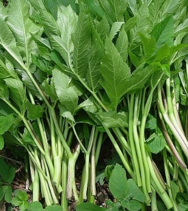 당귀 효능 부작용 뿌리 고르는법