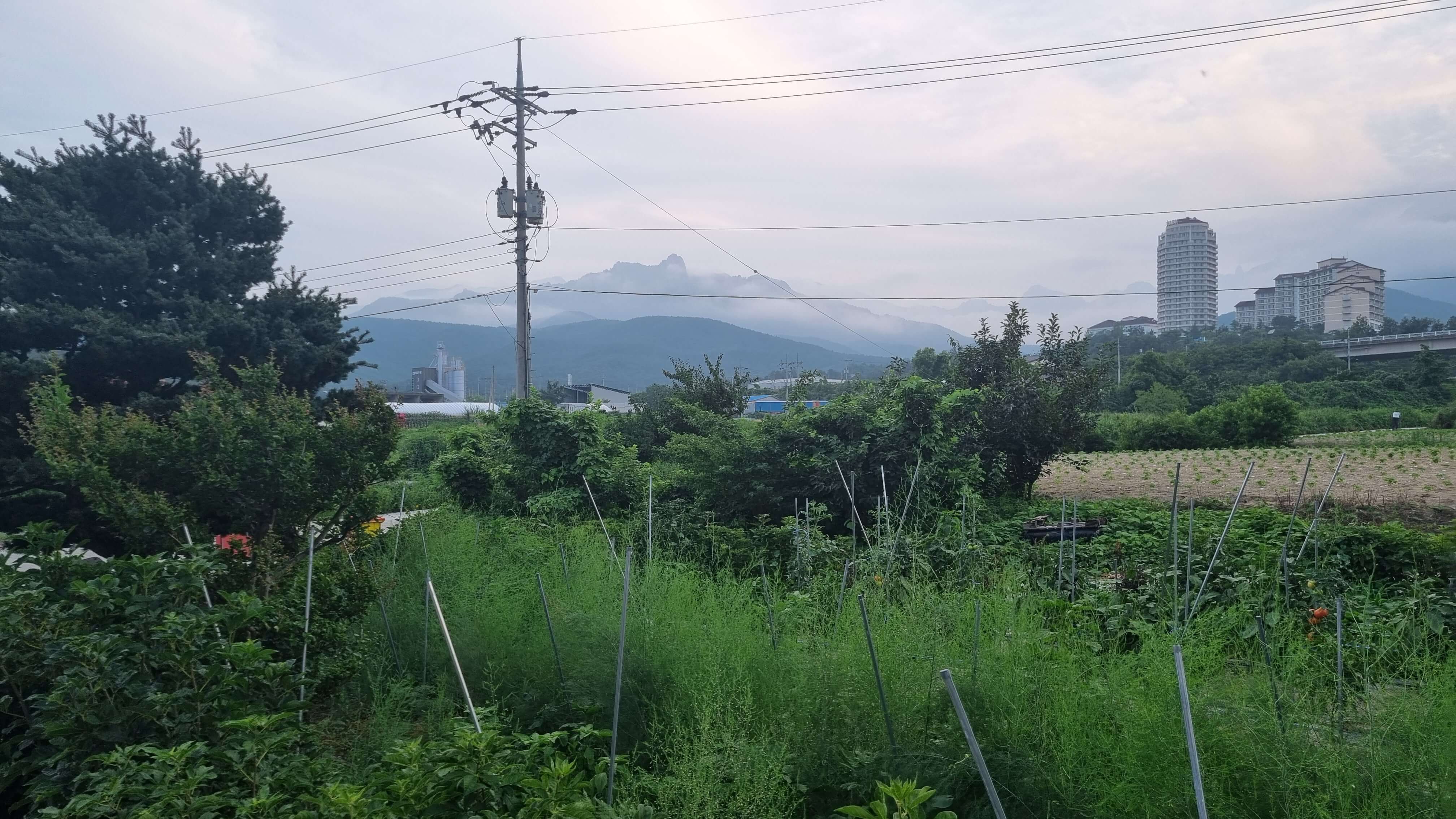 가조 텃밭 사진