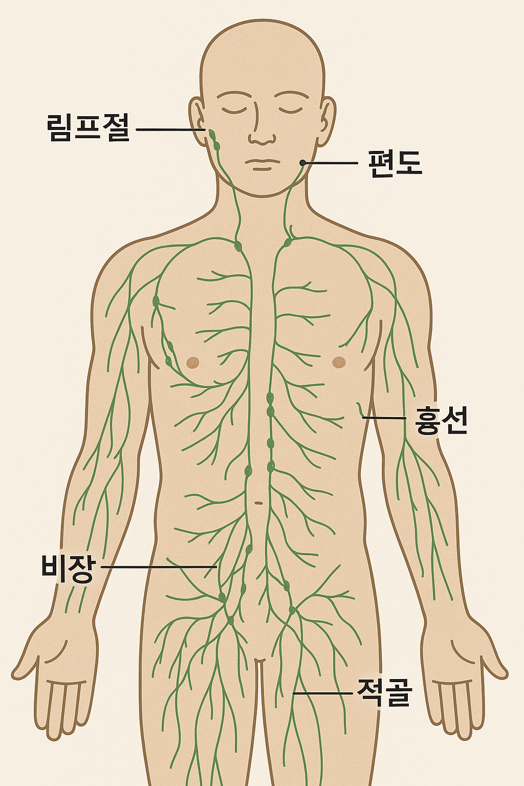 림프절 위치 관련 이미지