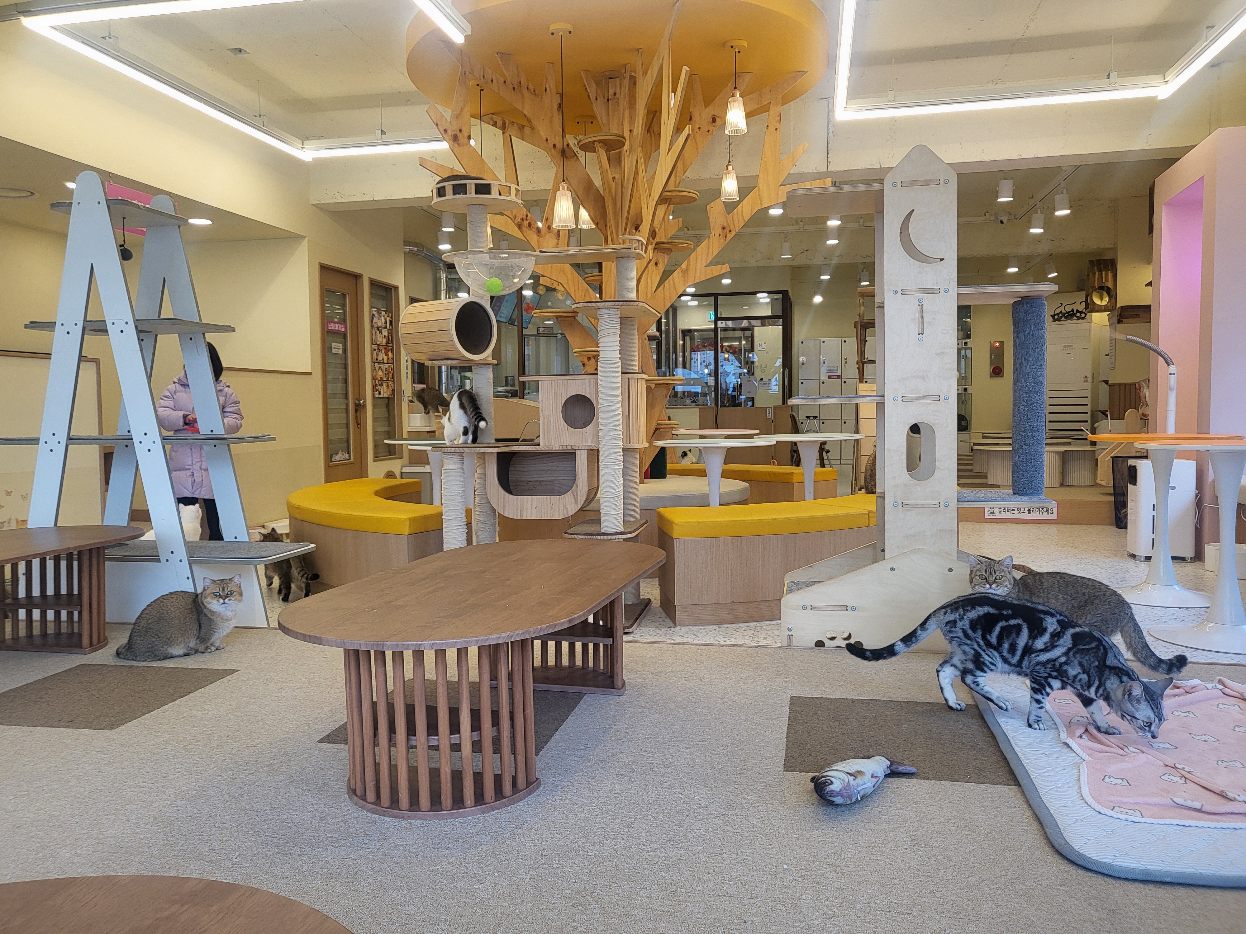 청주 성안길 아이와 가볼만한 곳&amp;#44; 고양이 카페 &amp;#39;냥이싸롱&amp;#39; 힐링 후기 (입장료/간식/방학나들이)