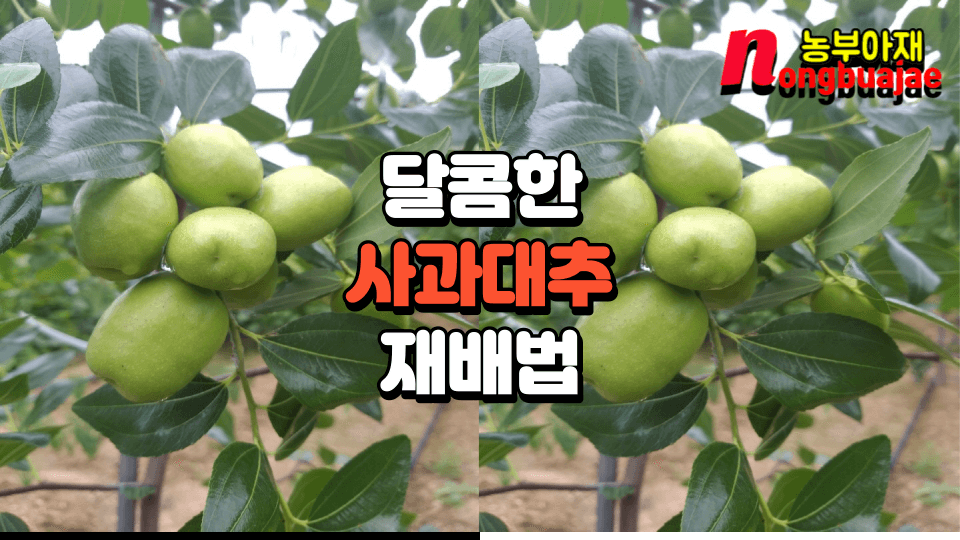 달콤한 사과대추 재배법