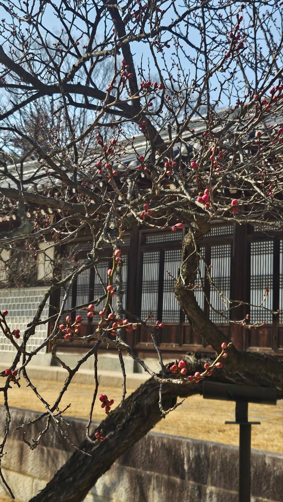 아산 현충사 홍매화 꽃구경