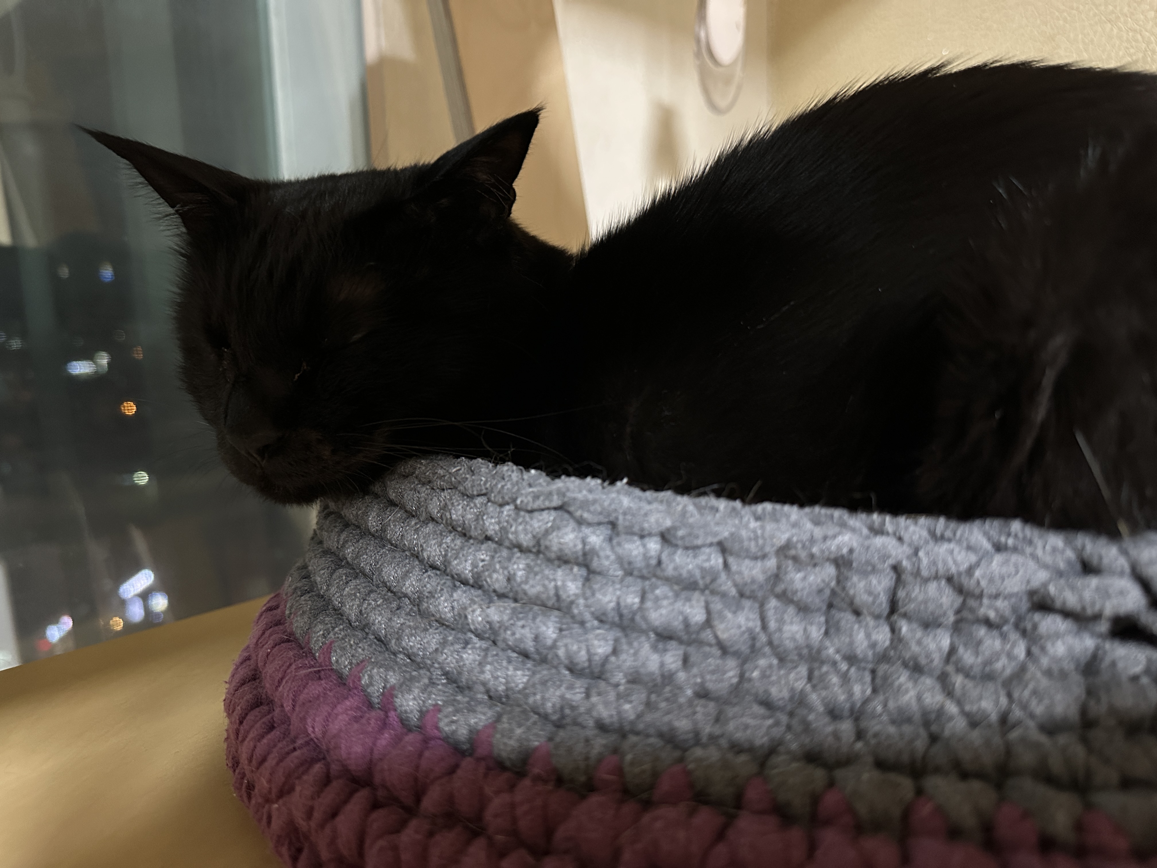 센티한 건이 모음.. (feat. 문화생활 즐기는 고양이 건이)