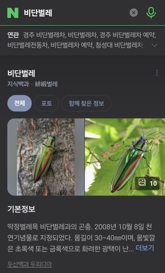 실제 비단벌레 모양