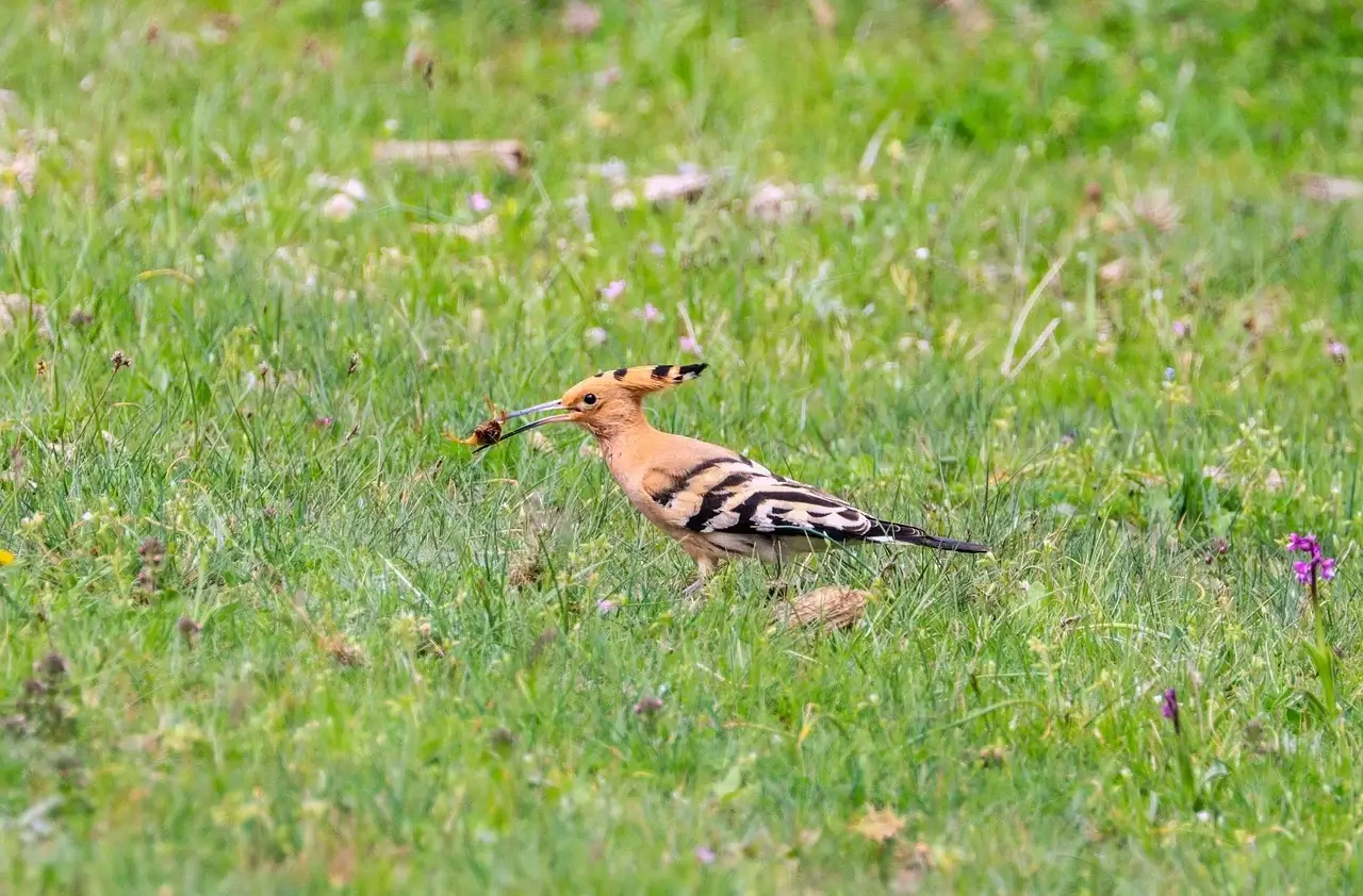 딱따구리&middot;찌르레기와 비교한 후투티의 먹이 전략