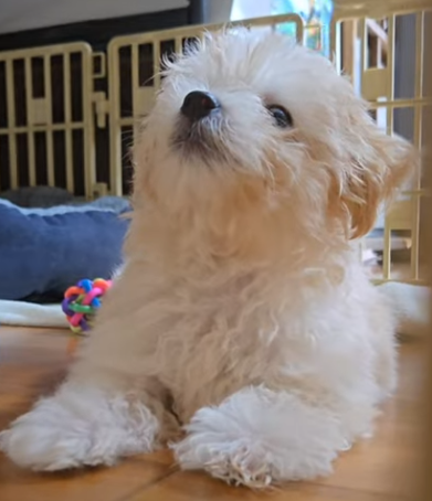 심장사상충, 내외부 구충제 구매후기