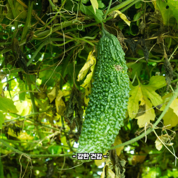 여주 영양성분