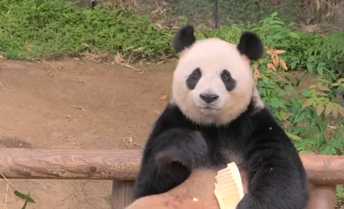 아이바오 죽순 먹는 모습