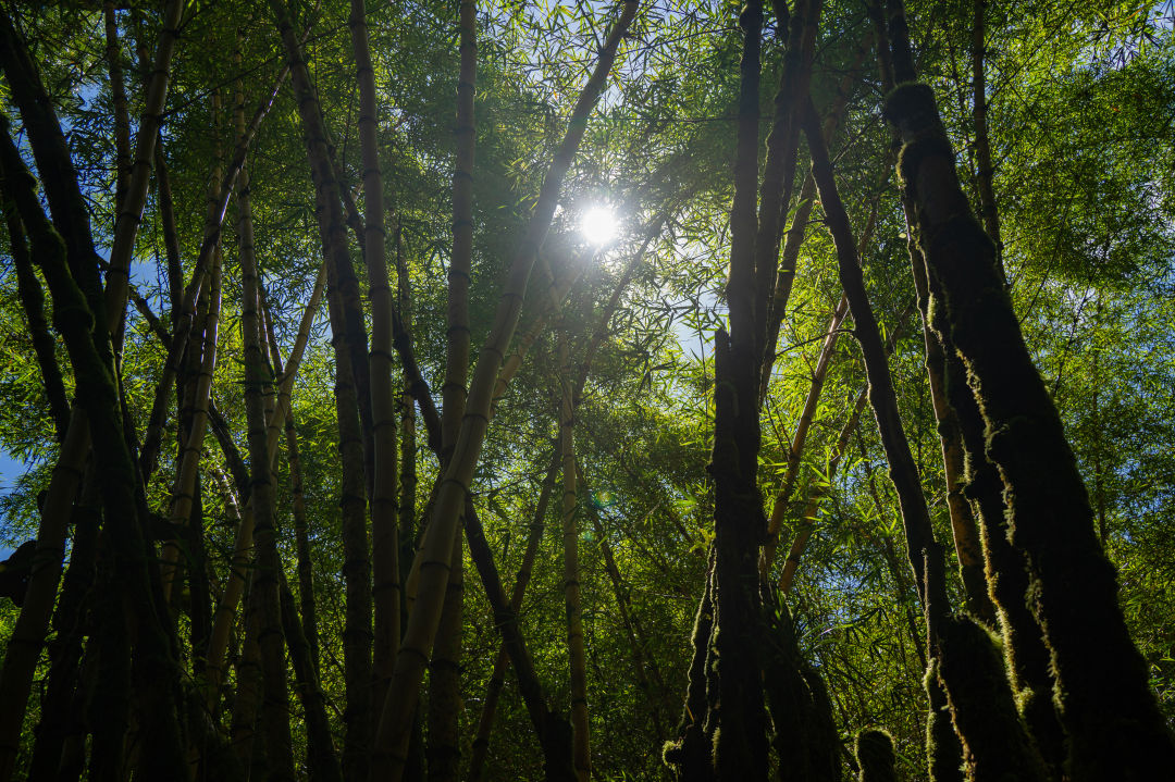 아카카 폭포 열대우림