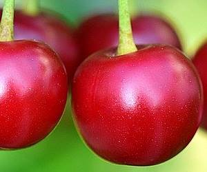 당뇨에 좋은 음식은 달지 않은 과일로 체리가 있다.