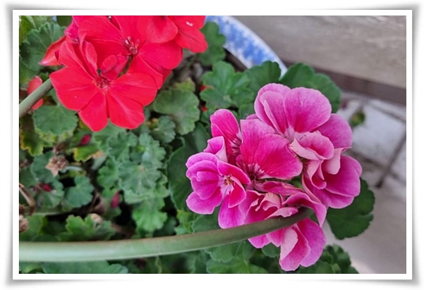 "제라늄 키우기" 365일 꽃을 피우며 향기와 아름다움과 공기 정화까지!