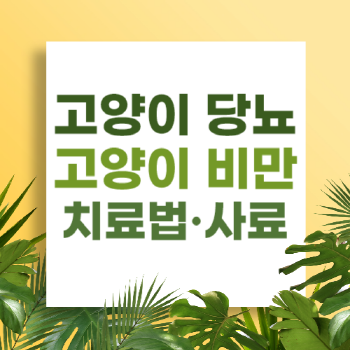 고양이 당뇨에 대해 알아보자. 고양이 비만, 치료법, 사료 추천