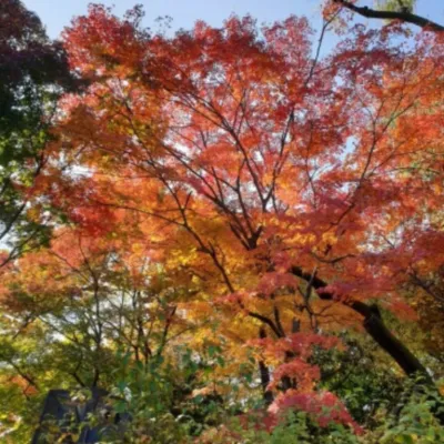 창덕궁-가을단풍가볼만한곳