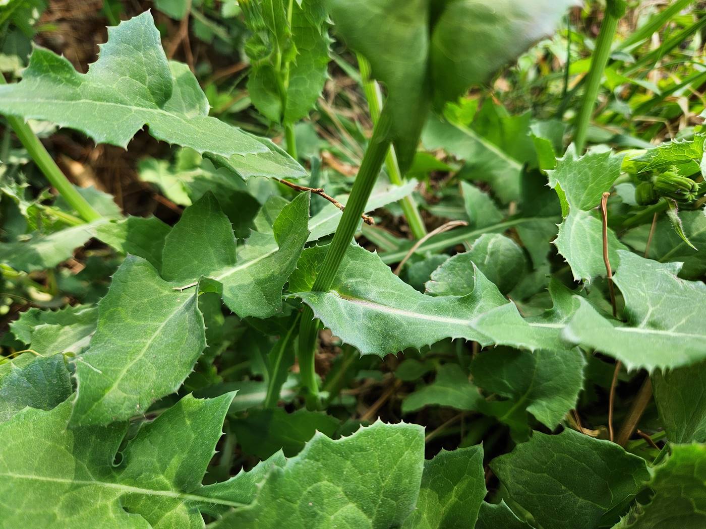 방가지똥(청채)