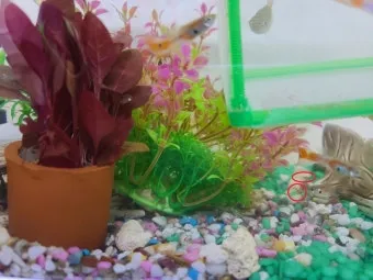 구피 키우기와 건강하게 번식시키는 팁_10