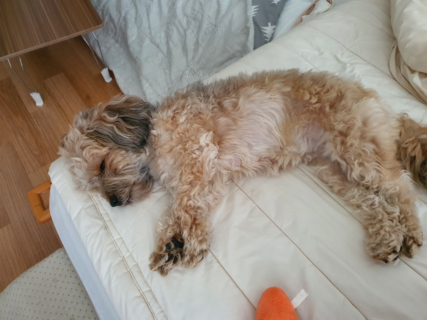 자고 있는 강아지 토리