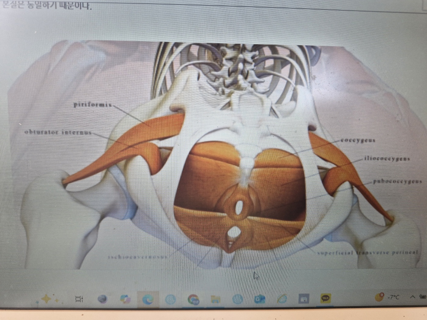 케겔운동(운동기구,맨몸운동)
