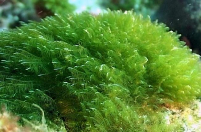 스피루리나 이미지