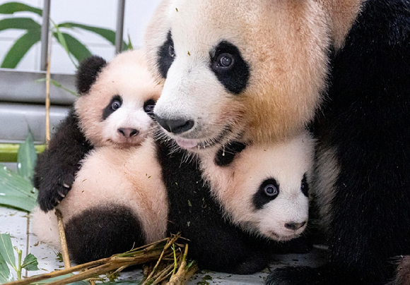세 모녀가 함께 생활하게 된 엄마와 쌍둥이 판다. [사진=삼성물산]