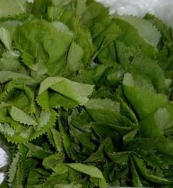 곰취나물 효능 부작용 고르는법 먹는법 칼로리